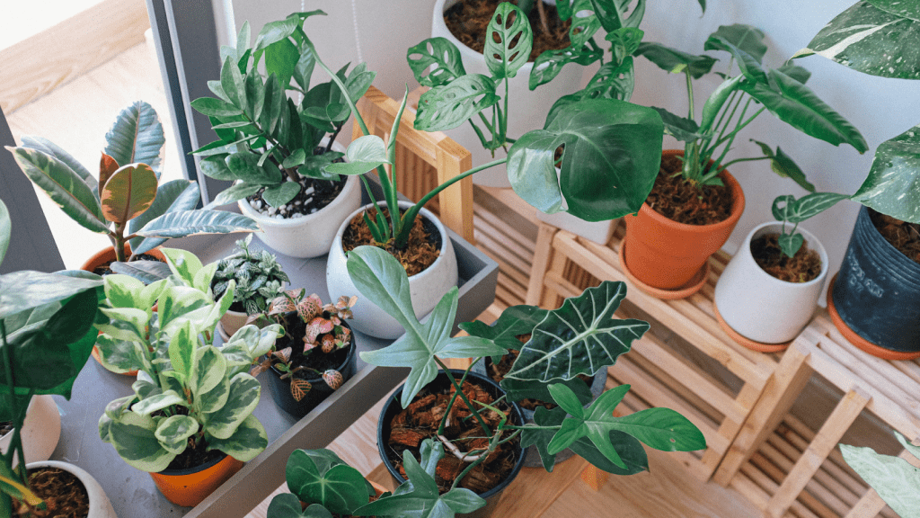 The Most Expensive House Plants You Can Buy Brittany Luxury Homes