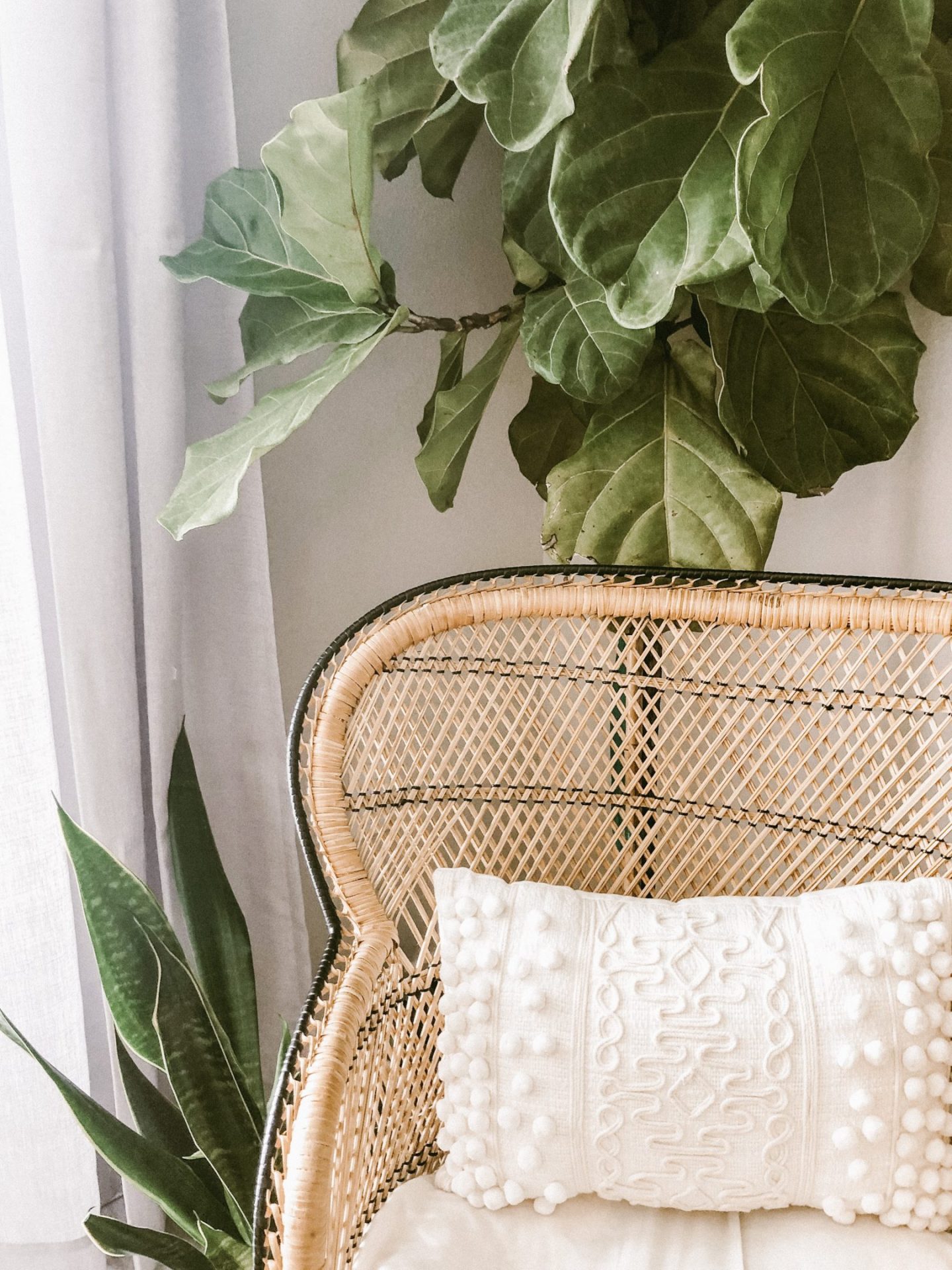 Plants paired with rattan chair