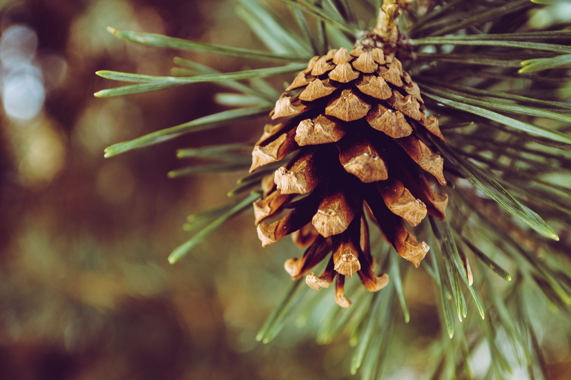 what-are-known-pine-tree-benefits-for-your-health-luxury-living