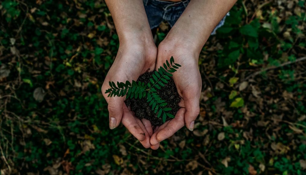 Protecting the Forests