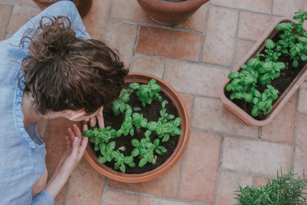 Why are Vertical Gardens Perfect for Indoor Spaces