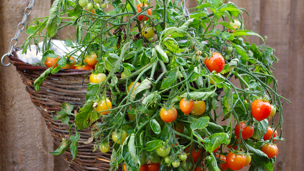 Make the Most of Vertical Height with Hanging Baskets