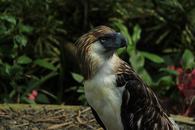 Visiting the Philippine Eagle Center